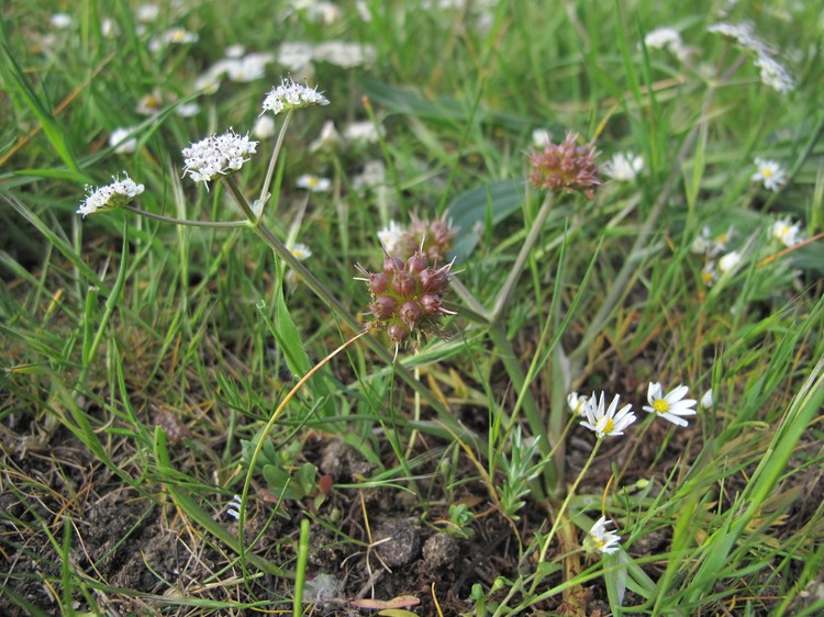 Oenanthe globulosa
